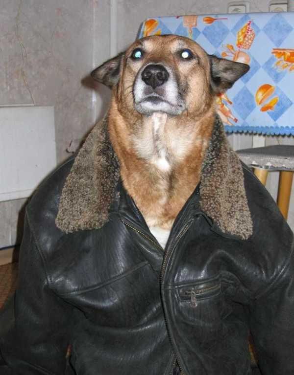 dog_in_jacket.jpg